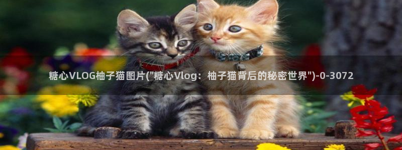 糖心Vlog国产网站:糖心VLOG柚子猫